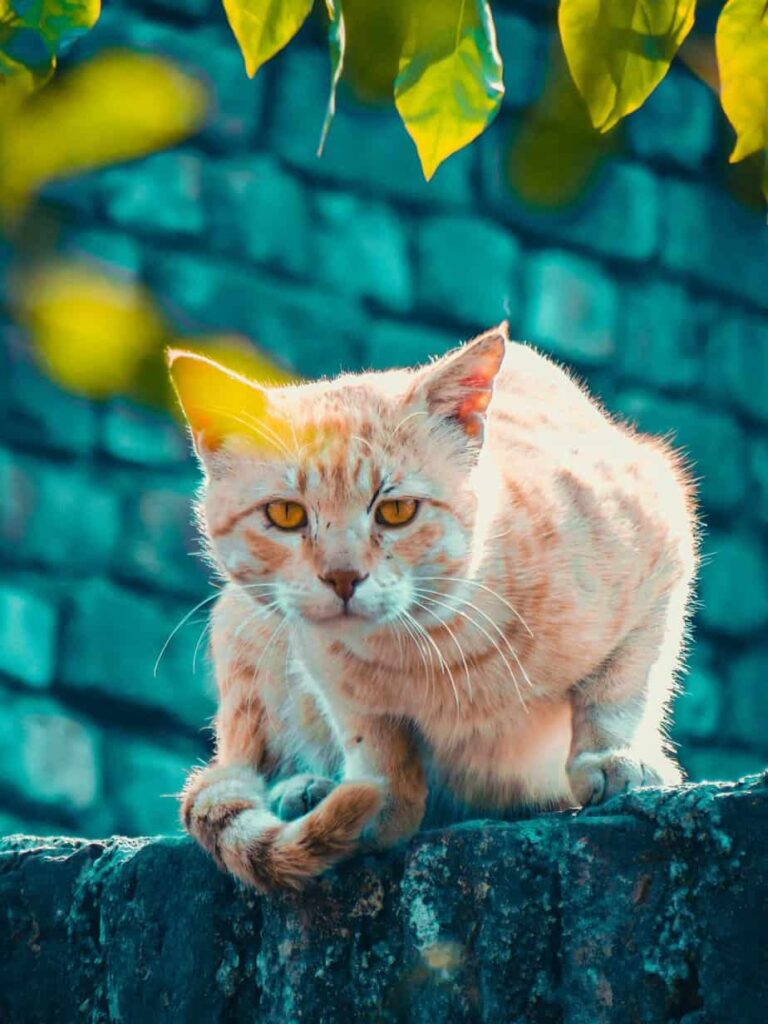 Bringing Residence a New Pet: Key Well being Checks and Care Ideas